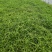 芦苇，水生植物