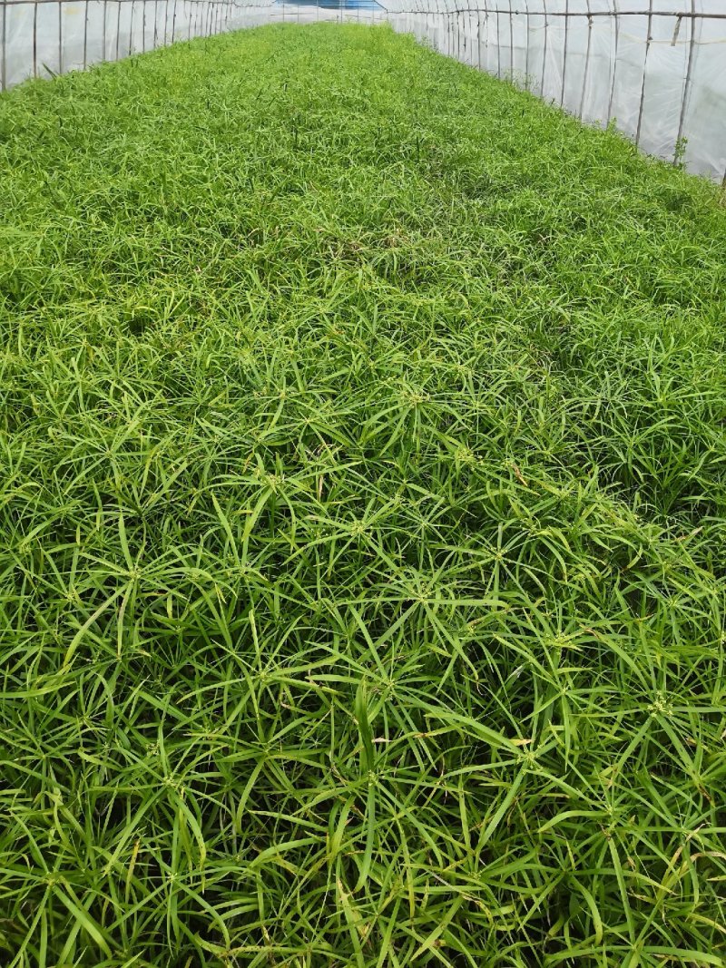 芦苇，水生植物