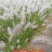 芦苇，水生植物