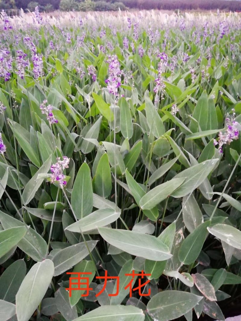 芦苇，水生植物