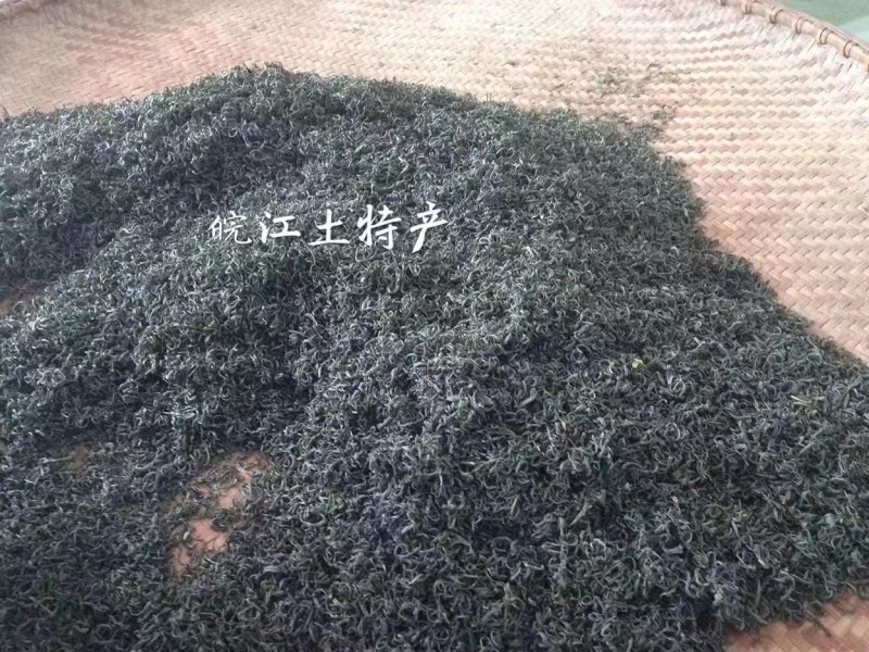 安徽绿茶岳西玄月，可以免费发样品