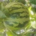 山东莘县花蕾甜瓜对接超市餐饮企业货源充足供应