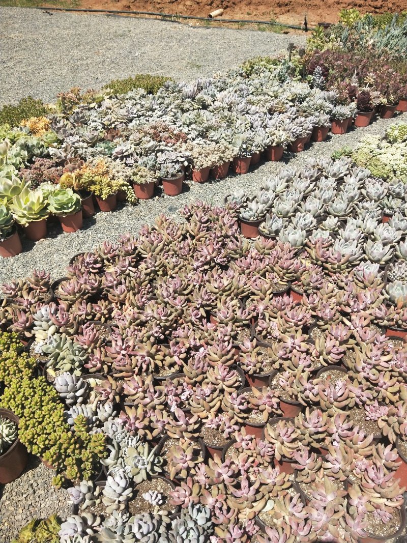多肉植物