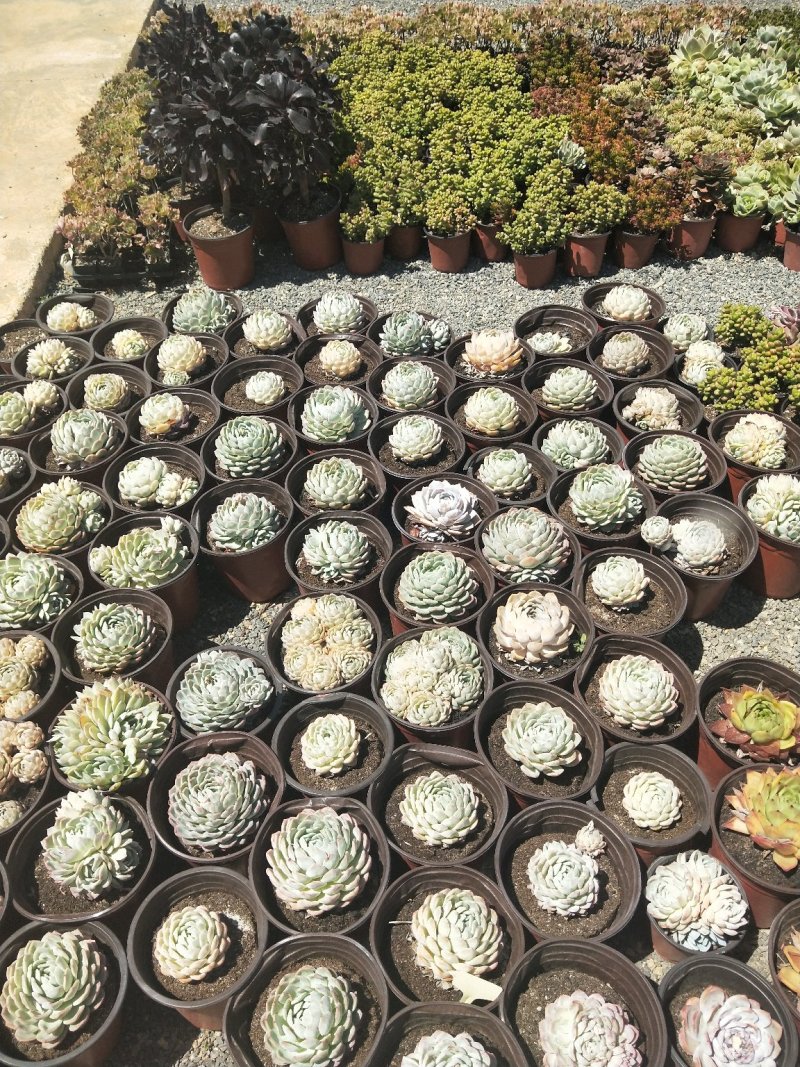 多肉植物