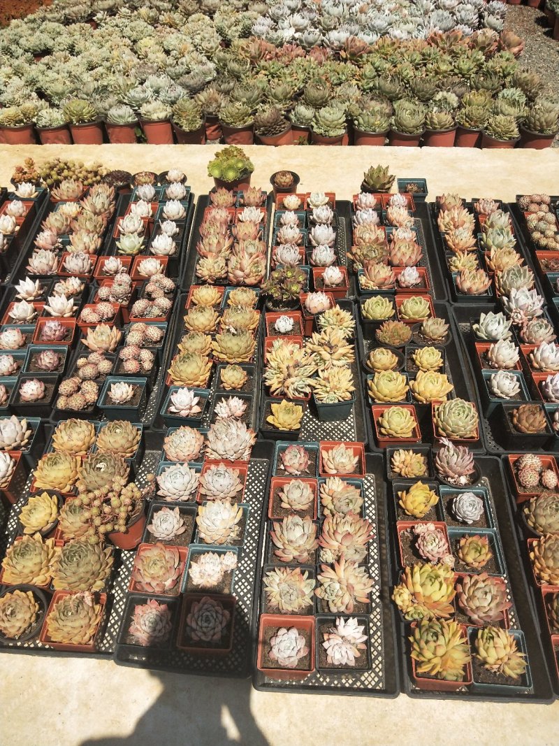 多肉植物