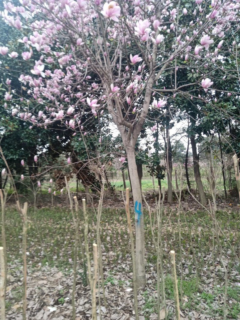 12-13分玉兰红玉兰黄玉兰白玉兰紫玉兰