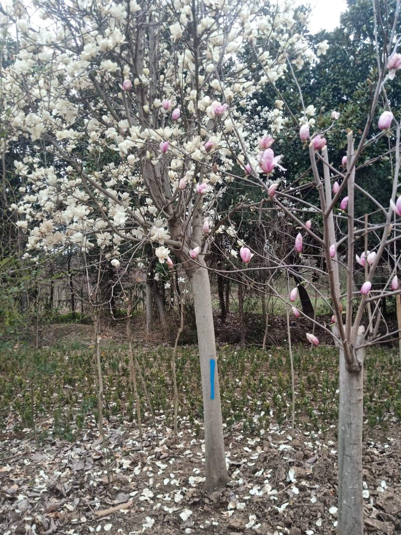 12-13分玉兰红玉兰黄玉兰白玉兰紫玉兰
