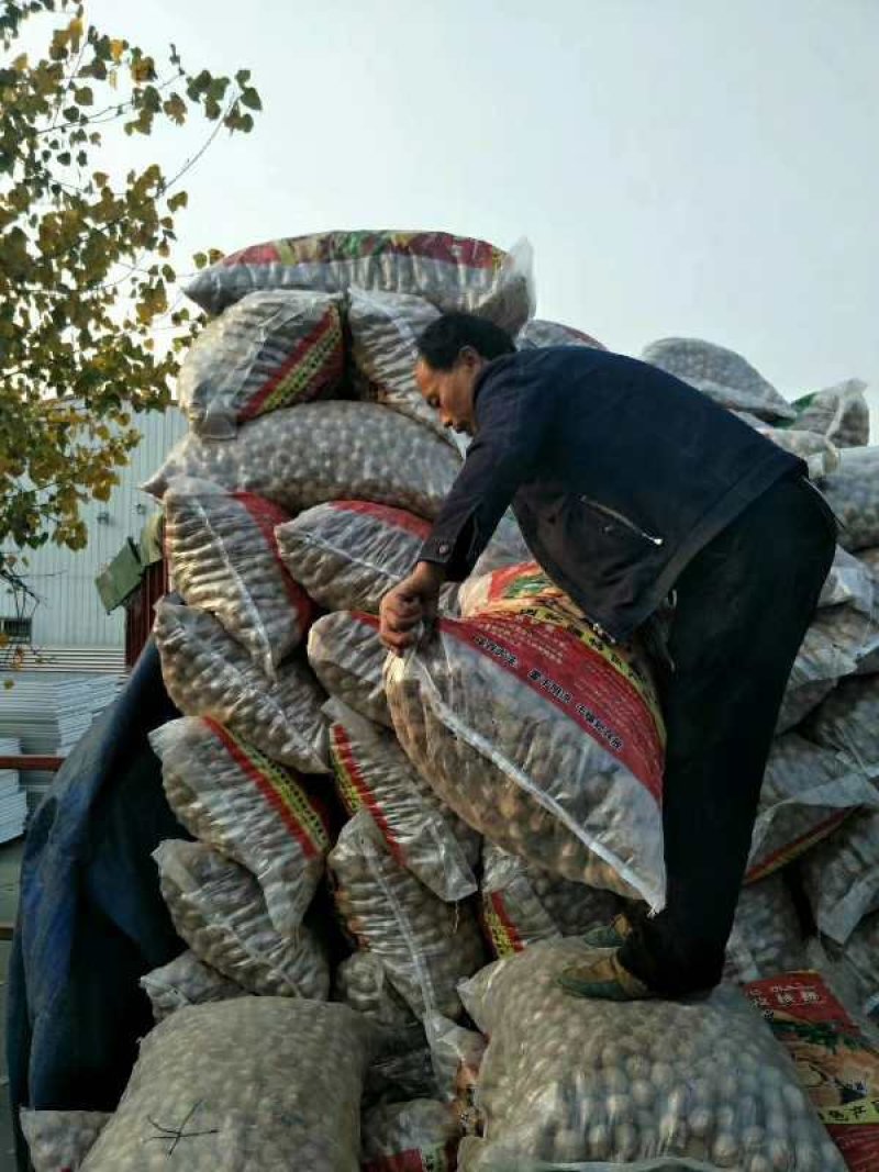 新疆薄皮核桃中果大果产地直销优质果一袋70斤
