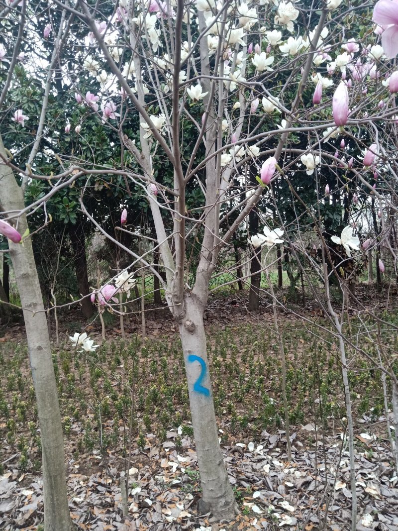 12-13公分玉兰红玉兰黄玉兰白玉兰紫玉兰