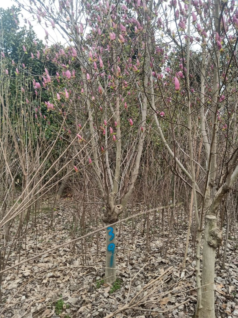 12-13公分玉兰红玉兰黄玉兰白玉兰紫玉兰