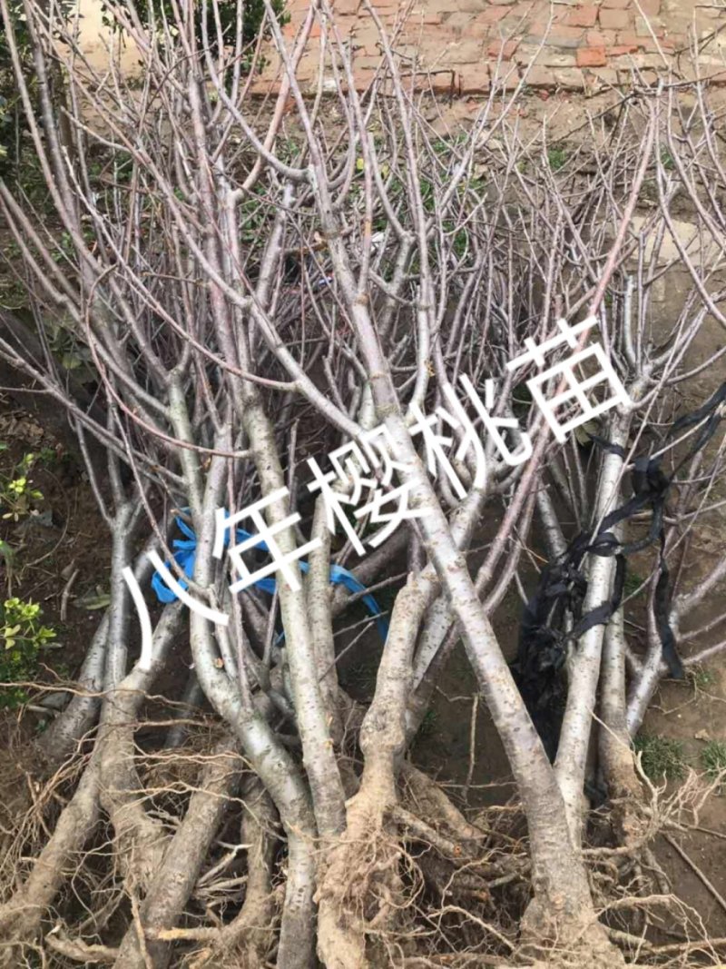 樱桃苗嫁接黄蜜大樱桃苗南方种植北方种植盆栽