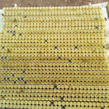 蜂皇浆