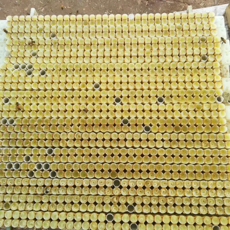 蜂皇浆