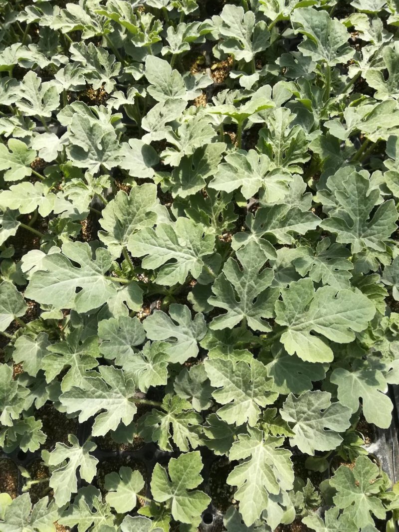 嫁接美都8424甜王懒汉西瓜2k小吊瓜苗