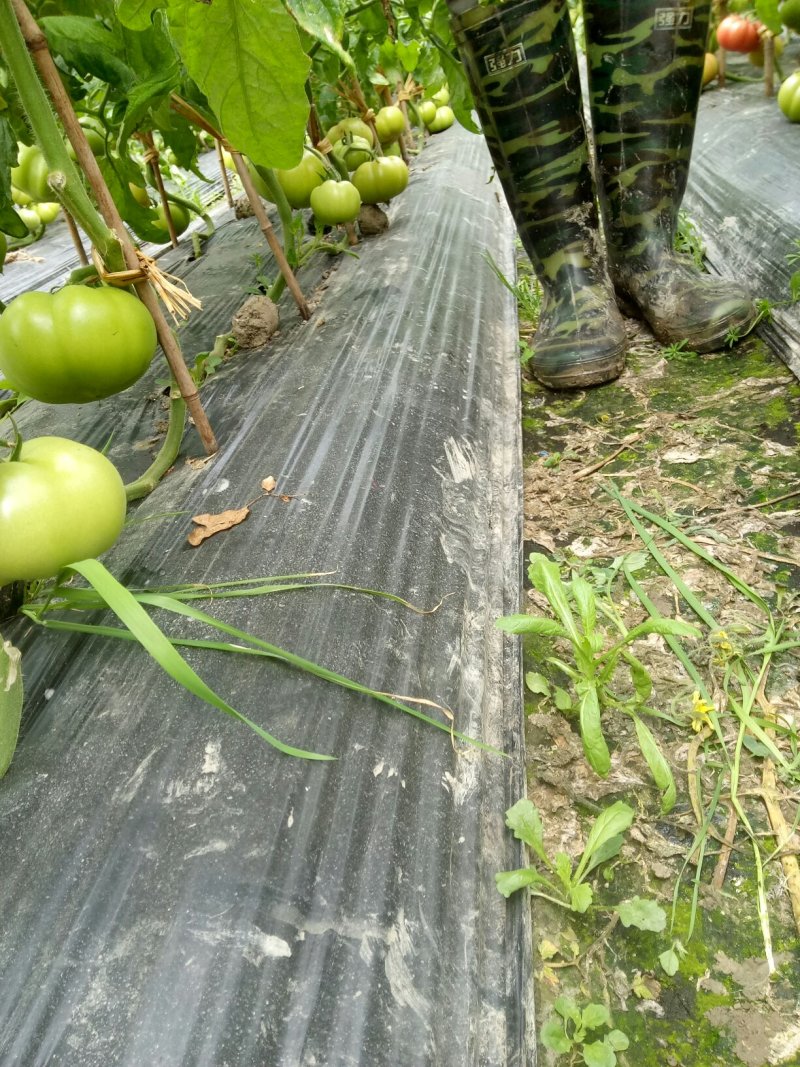 大量供应西红柿
