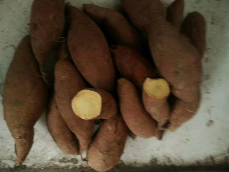 山东红薯济薯济薯26地瓜软糯香甜日照济薯产地直发