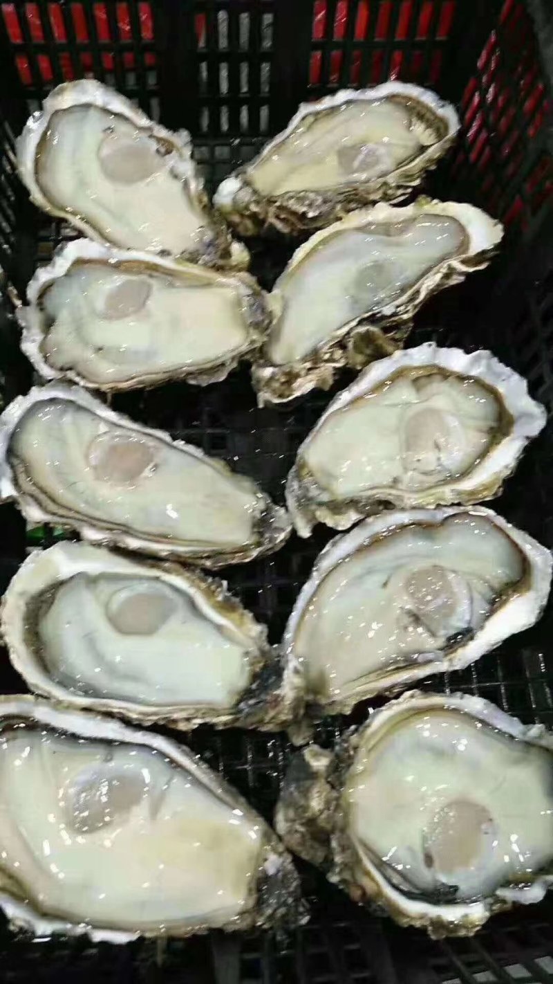 生蚝