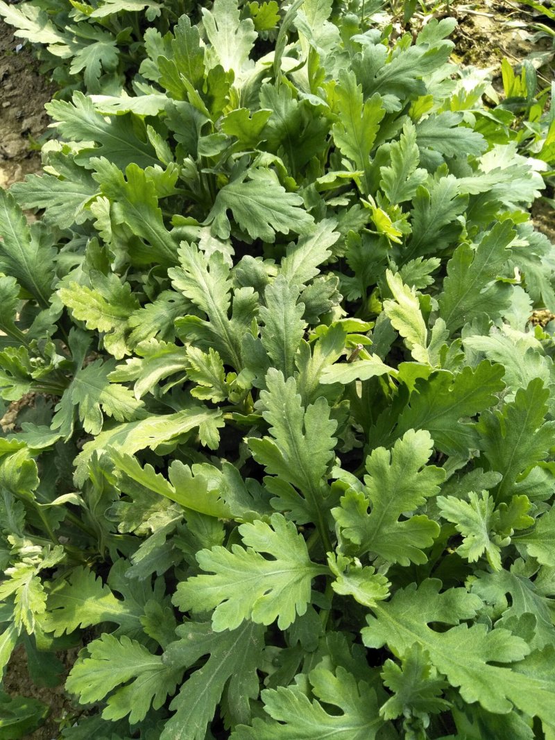 金丝皇菊