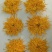 金丝皇菊