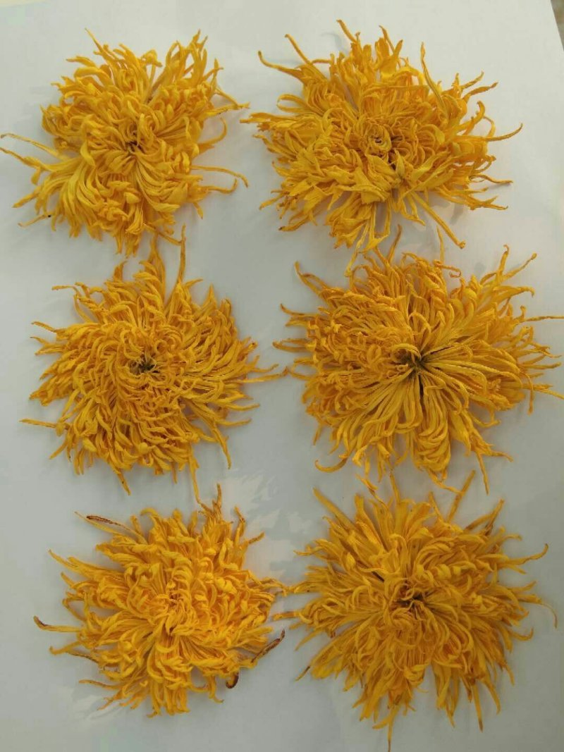 金丝皇菊