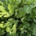 金丝皇菊