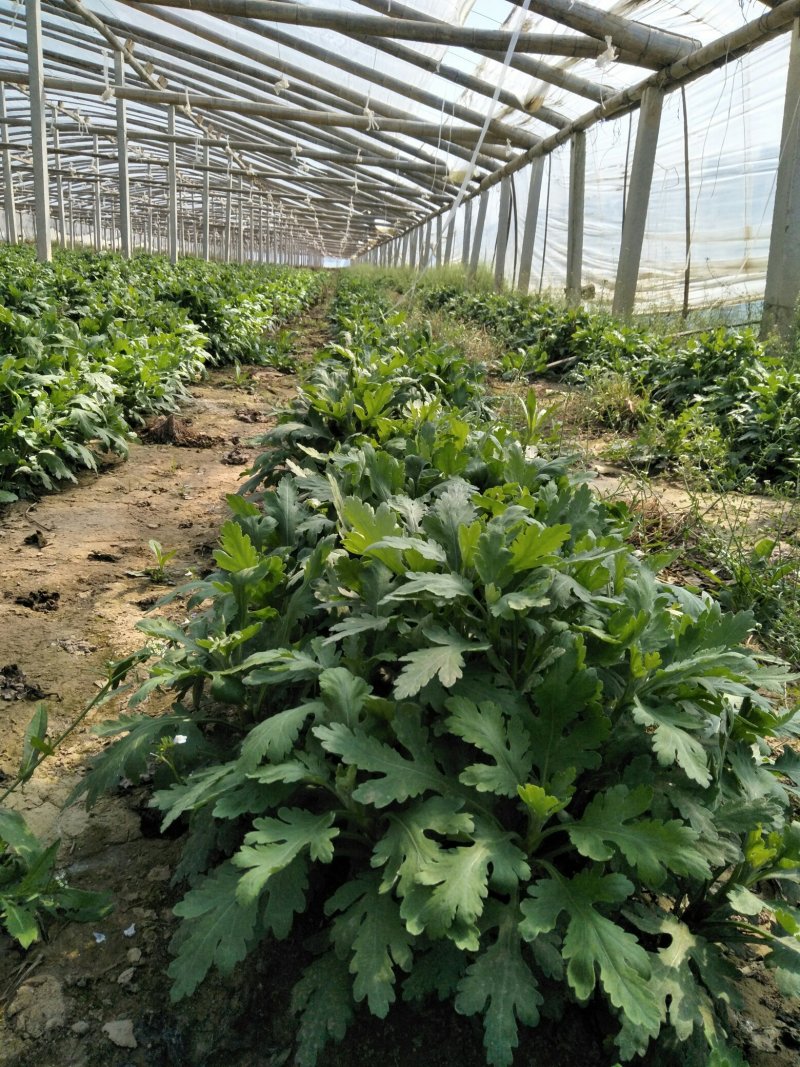 金丝皇菊