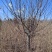 苹果树10公分.10000棵
