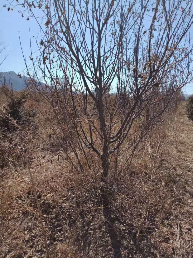 苹果树10公分.10000棵