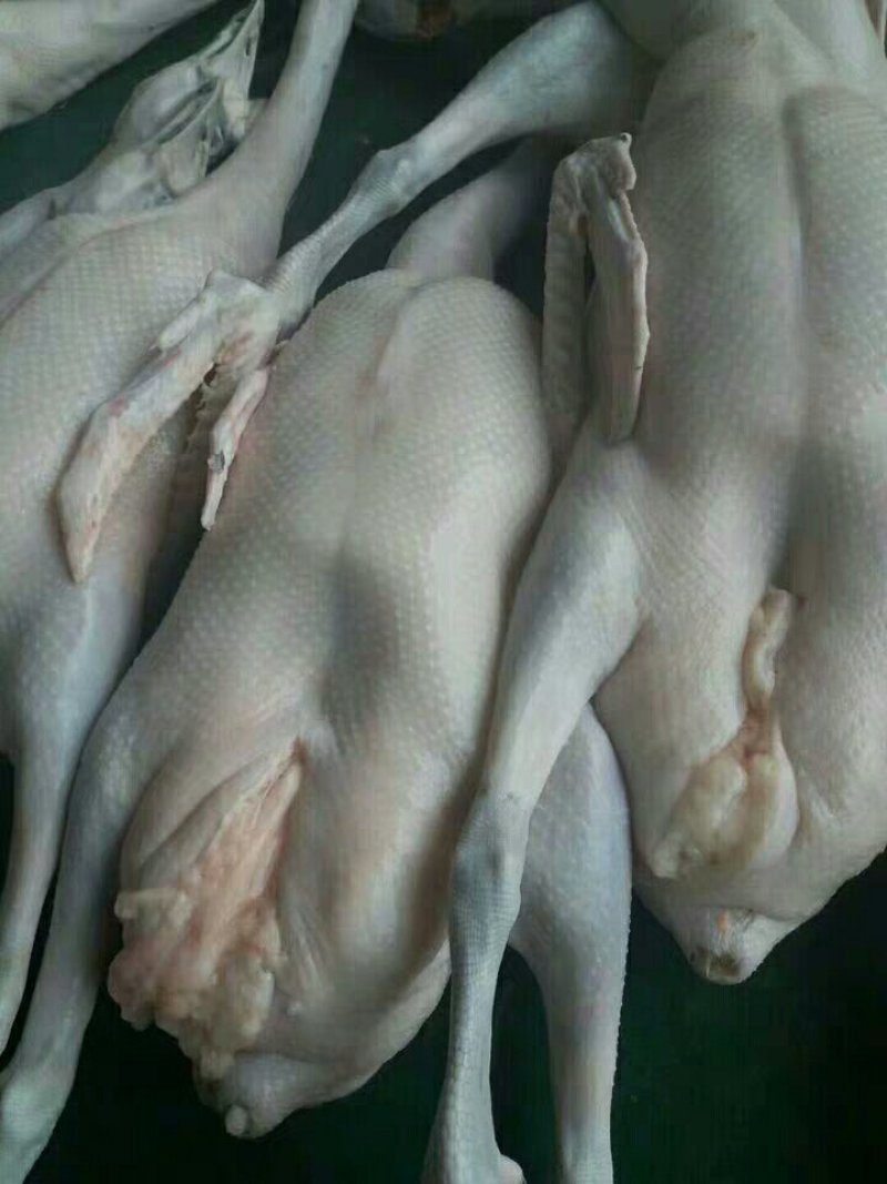 新鲜现杀黑棕鹅草鹅棚鹅广式烧鹅食材酒店餐厅直供