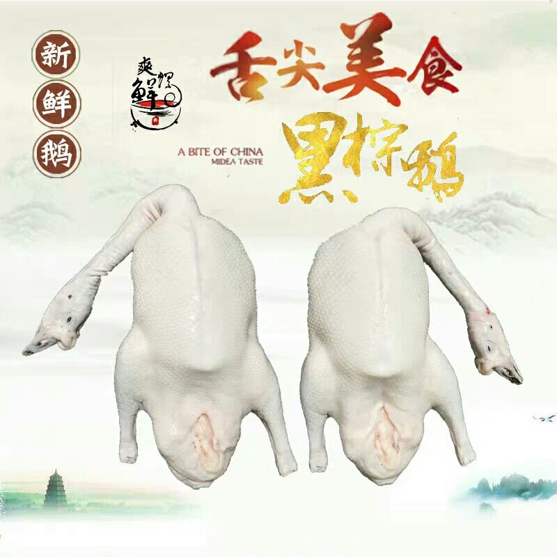 新鲜现杀黑棕鹅草鹅棚鹅广式烧鹅食材酒店餐厅直供