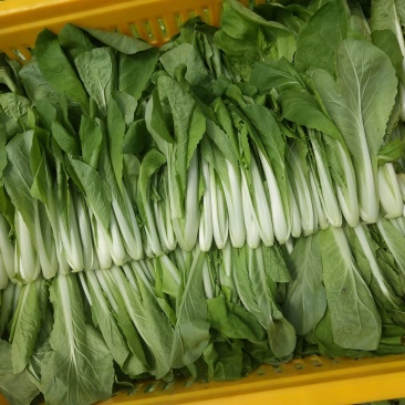 小白菜上海青