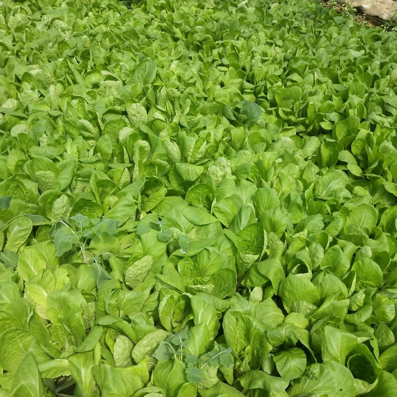 小白菜上海青