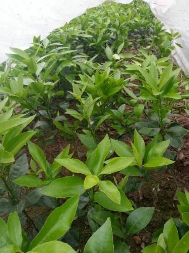 沃柑裸根苗一年苗高度30公分以上裸根发货带土发货