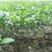 沃柑裸根苗一年苗高度30公分以上裸根发货带土发货