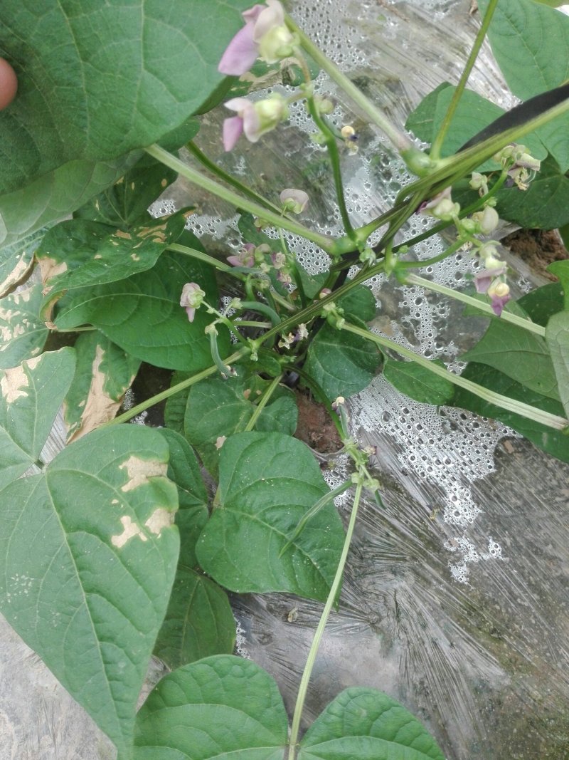 油豆角，九粒红，白不老已上市