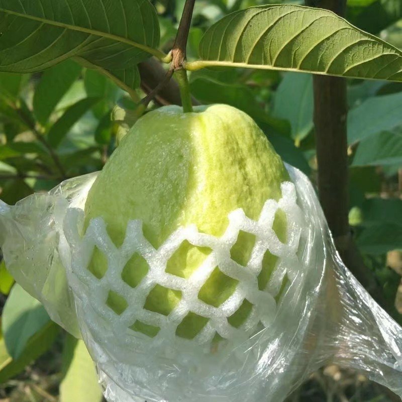 热卖特价包邮番石榴苗西瓜芭乐珍珠番石榴苗