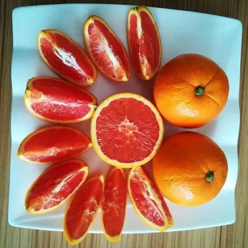 红心橙子苗血橙苗红心橙子苗红心橙子苗包邮