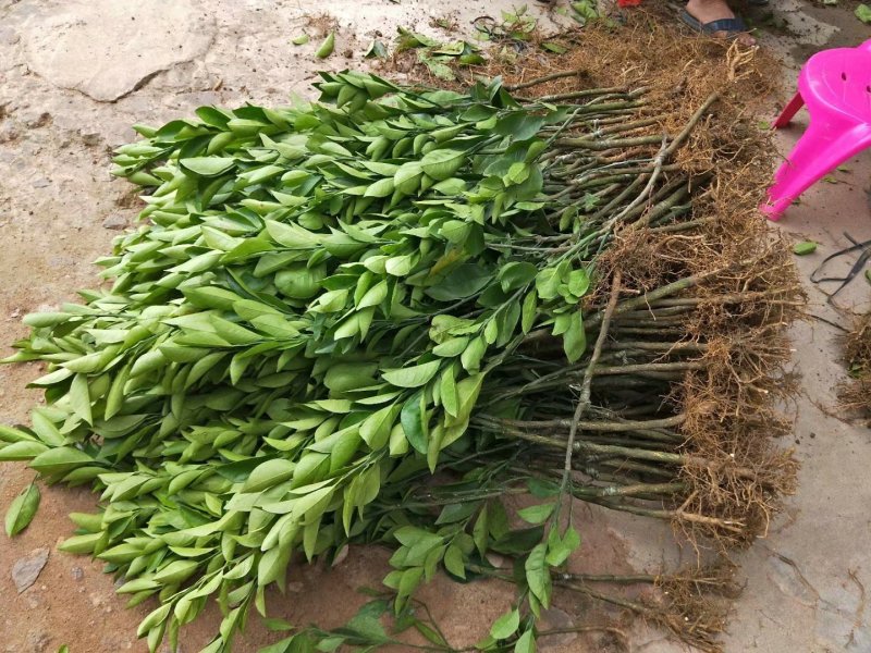 红心橙子苗血橙苗红心橙子苗红心橙子苗包邮