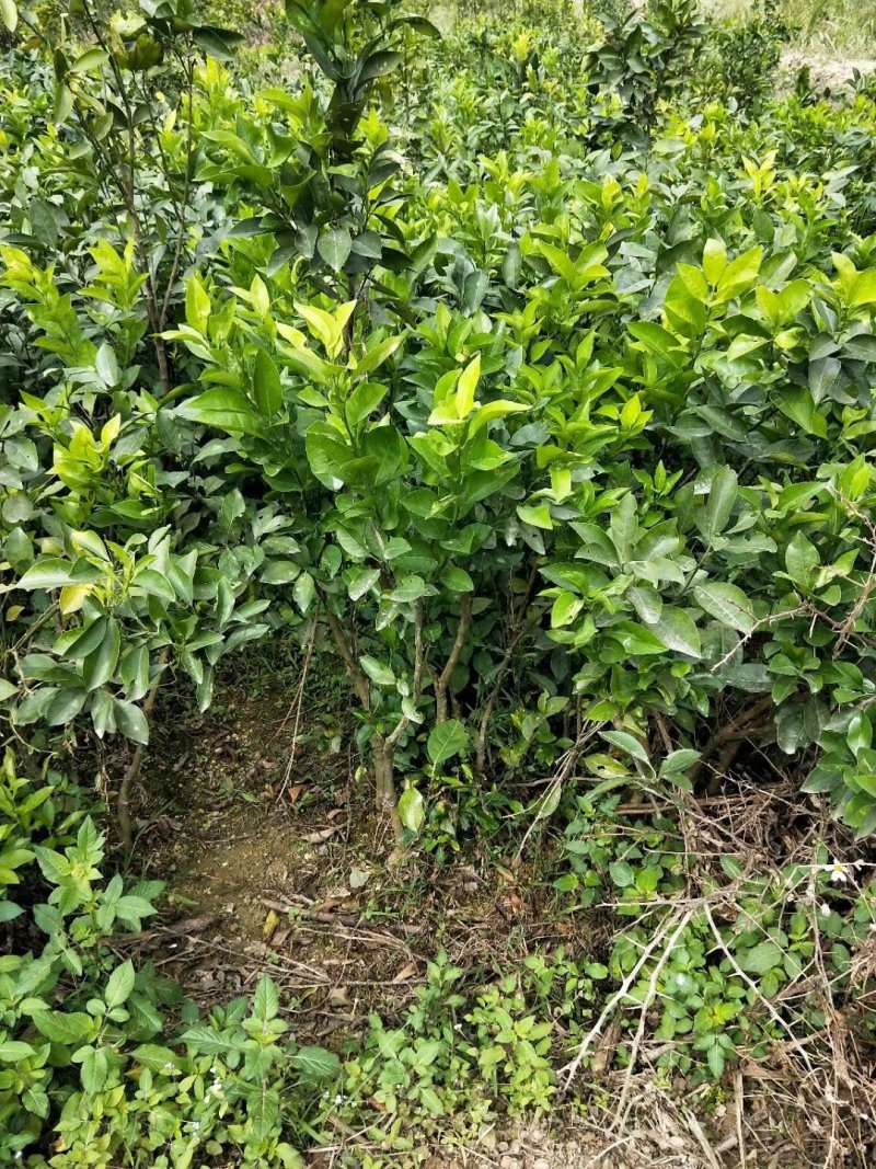 红心橙子苗血橙苗红心橙子苗红心橙子苗包邮