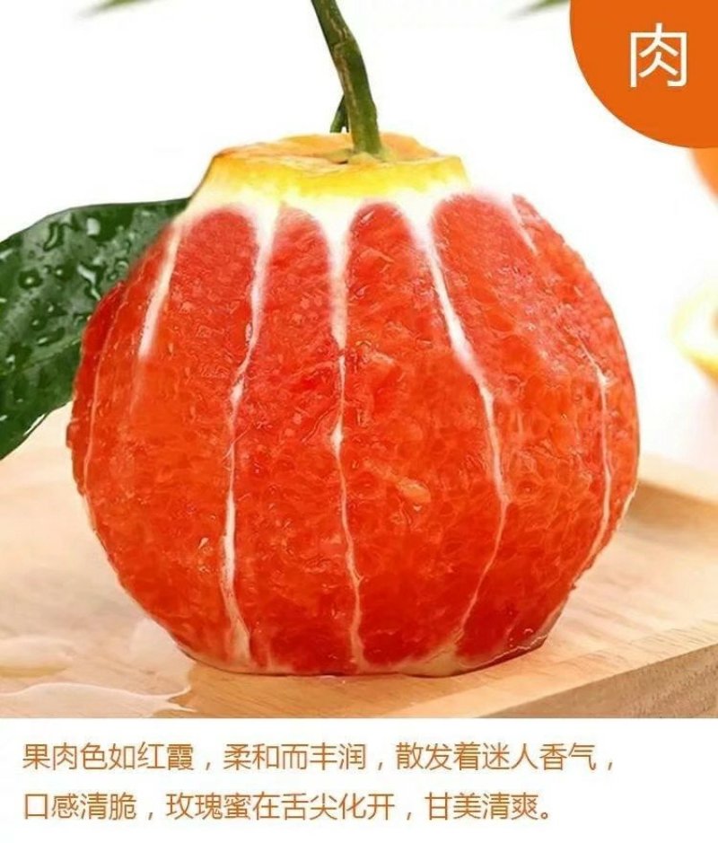 红心橙子苗血橙苗红心橙子苗红心橙子苗包邮