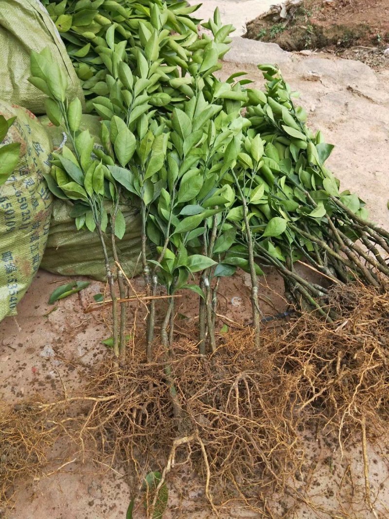红心橙子苗血橙苗红心橙子苗红心橙子苗包邮