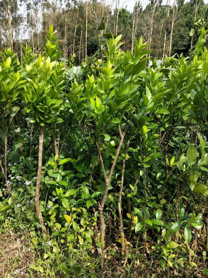 红心橙子苗血橙苗红心橙子苗红心橙子苗包邮