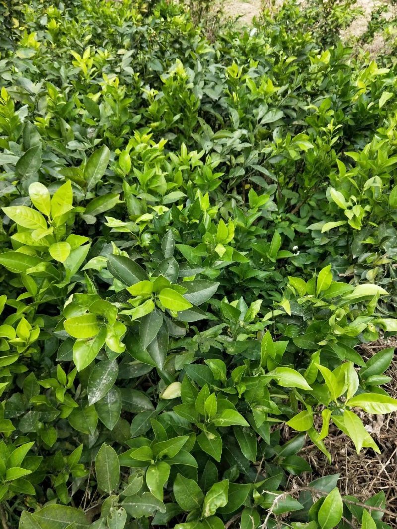 红心橙子苗血橙苗红心橙子苗红心橙子苗包邮