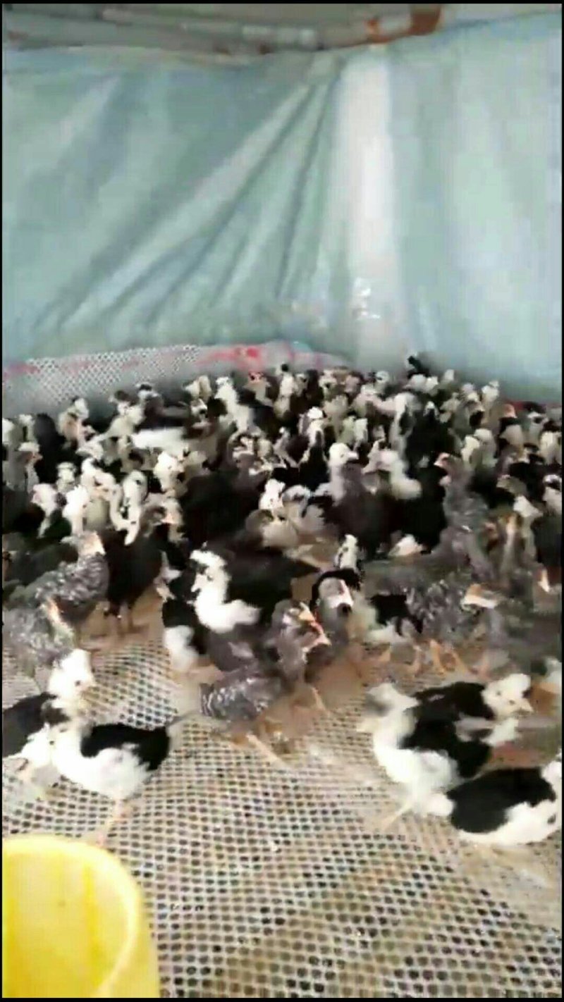 贵妃鸡苗，绿皮蛋鸡出售
