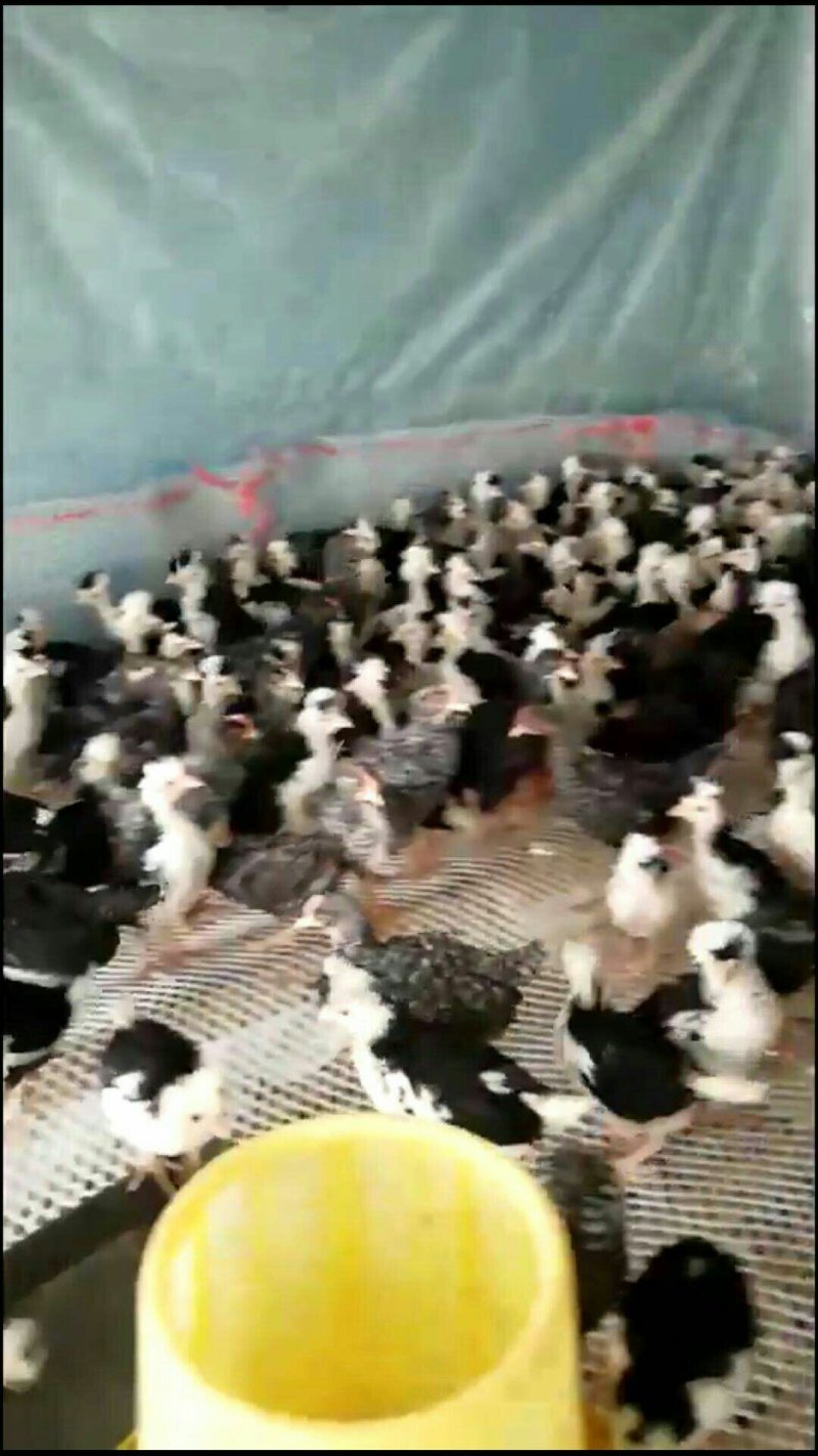 贵妃鸡苗，绿皮蛋鸡出售