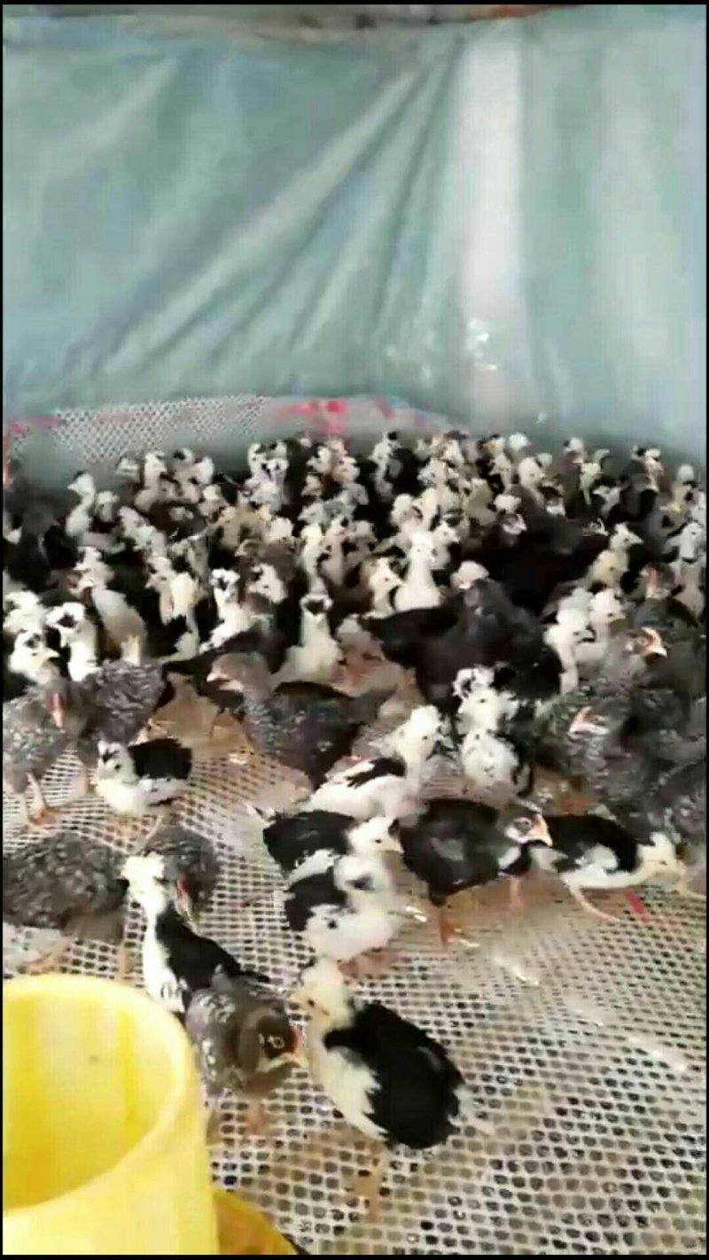 贵妃鸡苗，绿皮蛋鸡出售