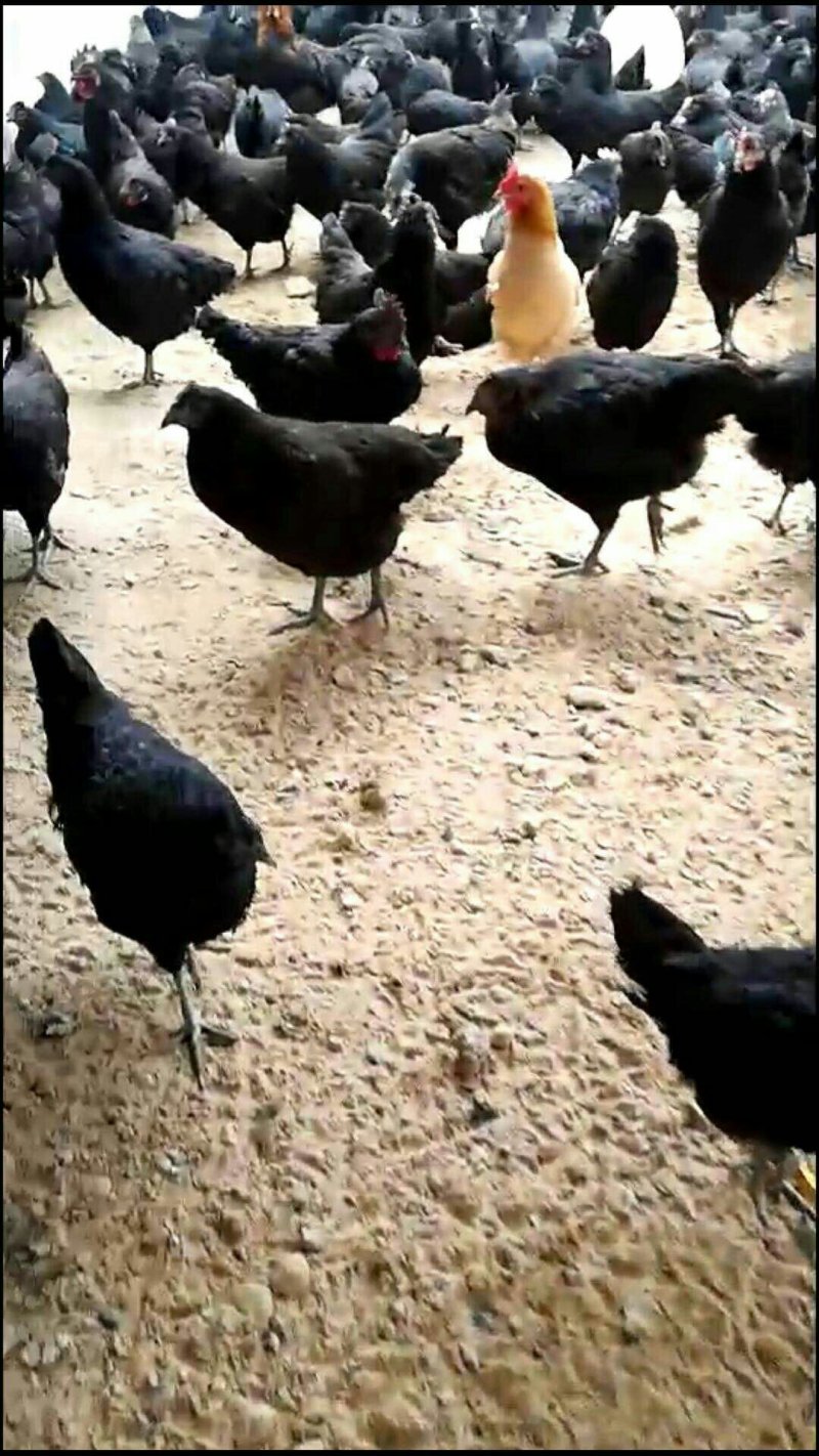 贵妃鸡苗，绿皮蛋鸡出售