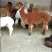 羊驼大小都有，出售羊驼，羊驼