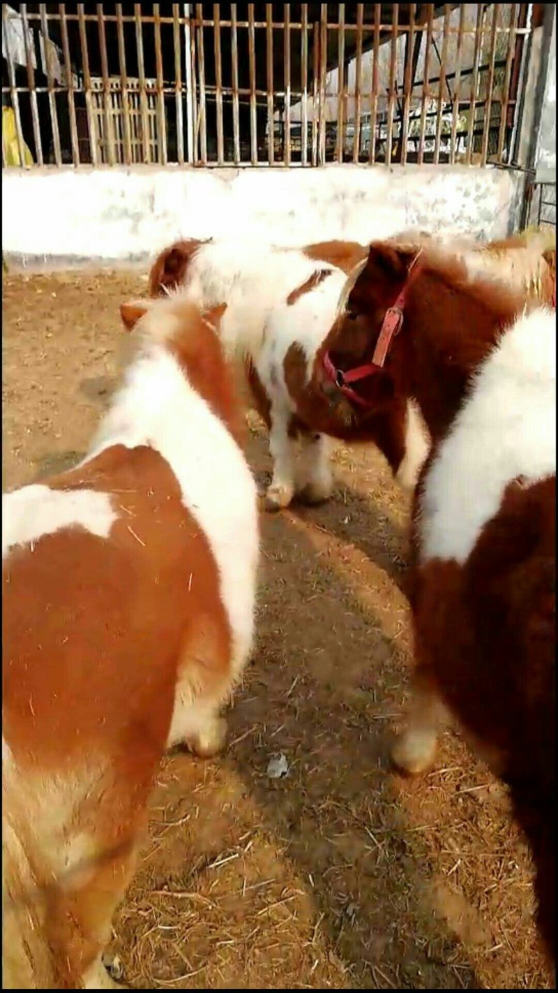 进口矮马，矮马，矮马出售