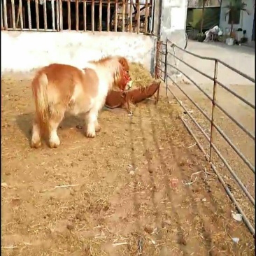 进口矮马，矮马，矮马出售